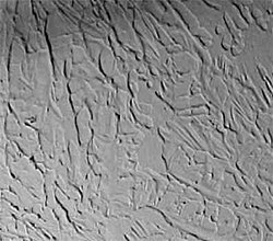 tiger skin texture plaster wall decor