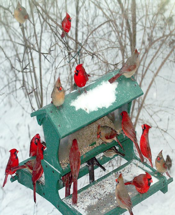 robin-winter-birdfeeder