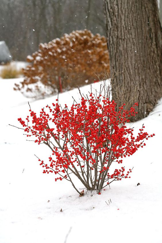 winter-gardening-adding-colors-to-garden